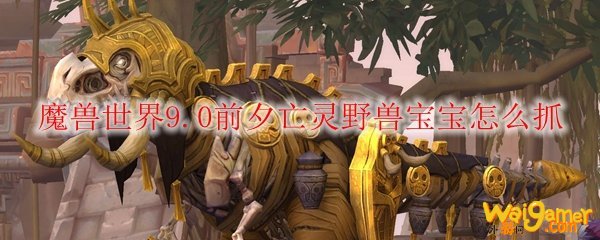 魔兽世界9.0前夕亡灵野兽宝宝怎么抓
