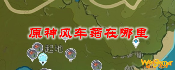 原神风车菊在哪里